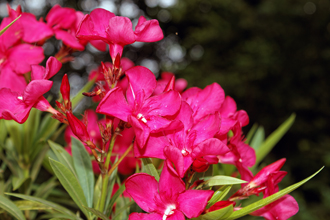 The Red Oleander in bloom